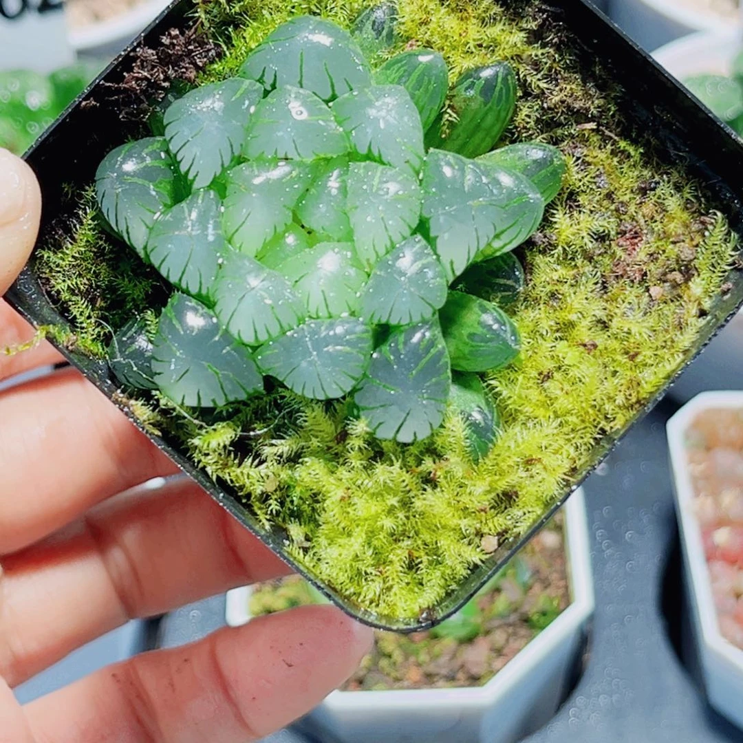 冰灯多肉植物6666