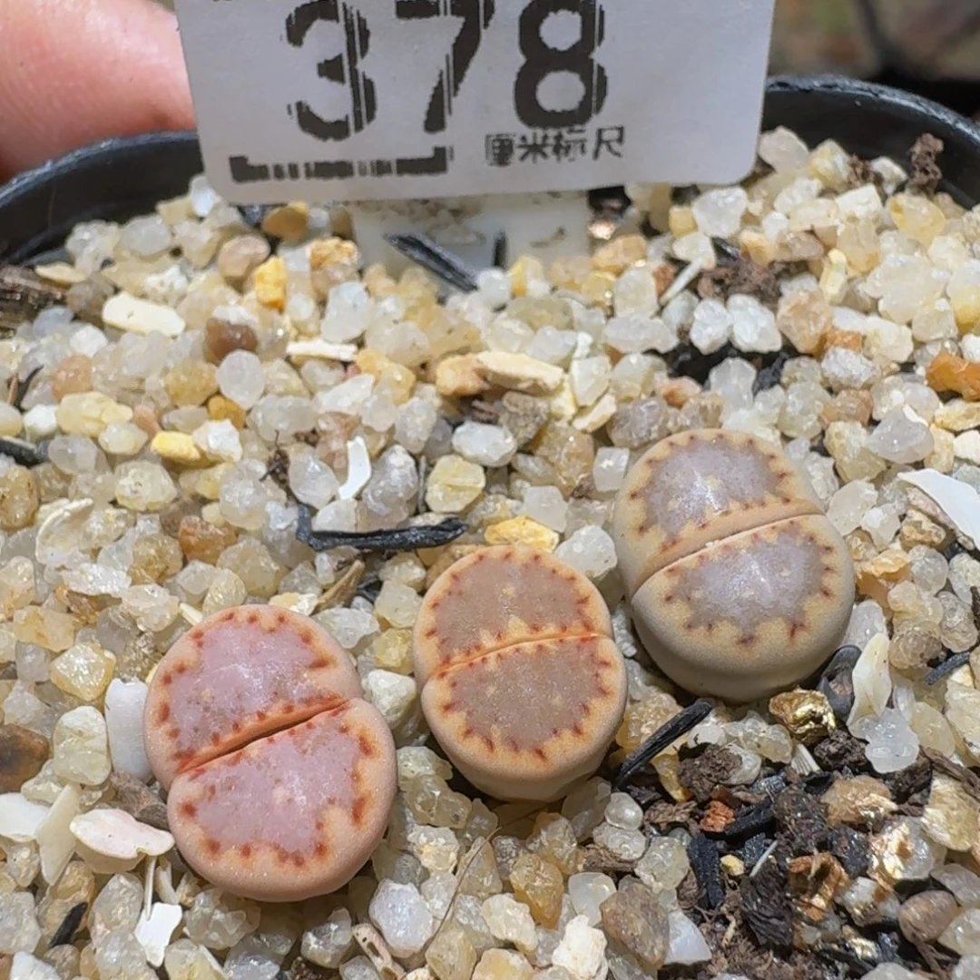 Ssss精品生石花378