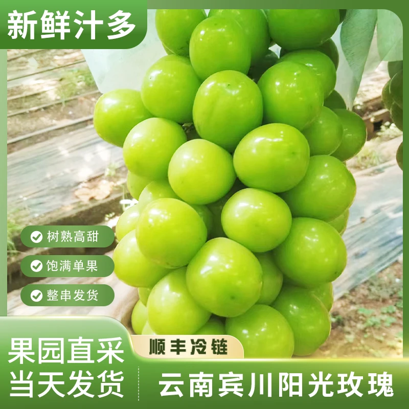 阳光玫瑰精选果16°+爆甜！ 脆甜无籽 果园直采直发 【顺丰包邮】