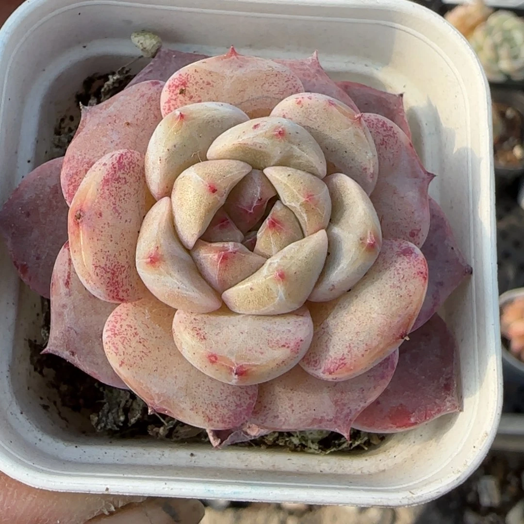 多肉小卡拉米糖心一物一拍