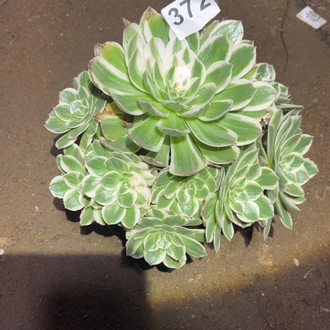 伊丽莎白多肉法师372