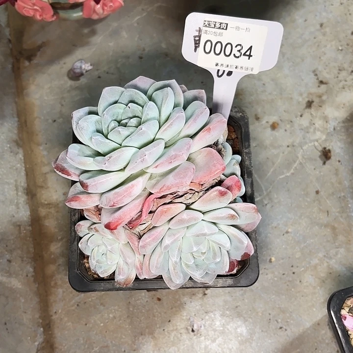 仲*萍冰玉一物一拍00034