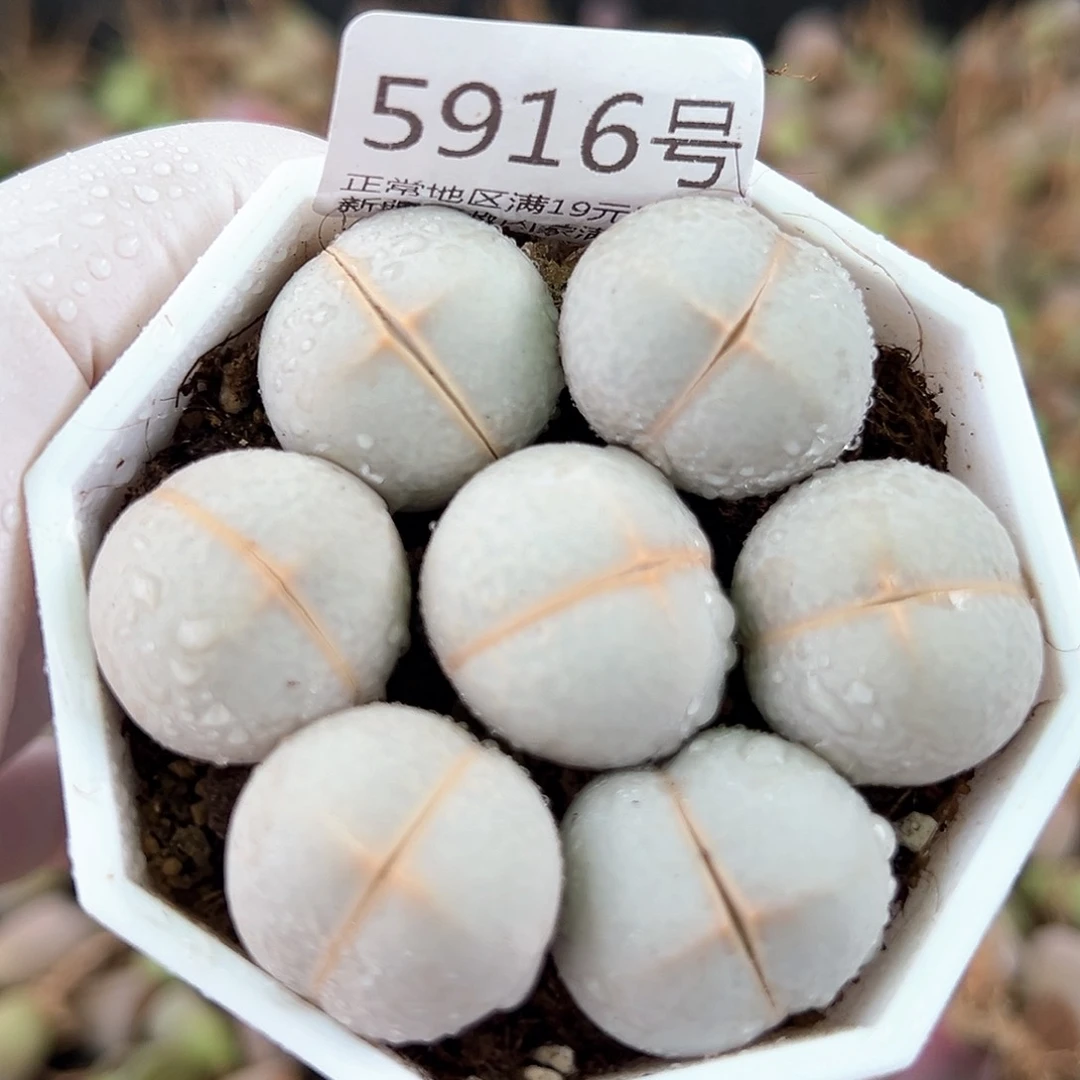 5916 好养易活生石花大母本