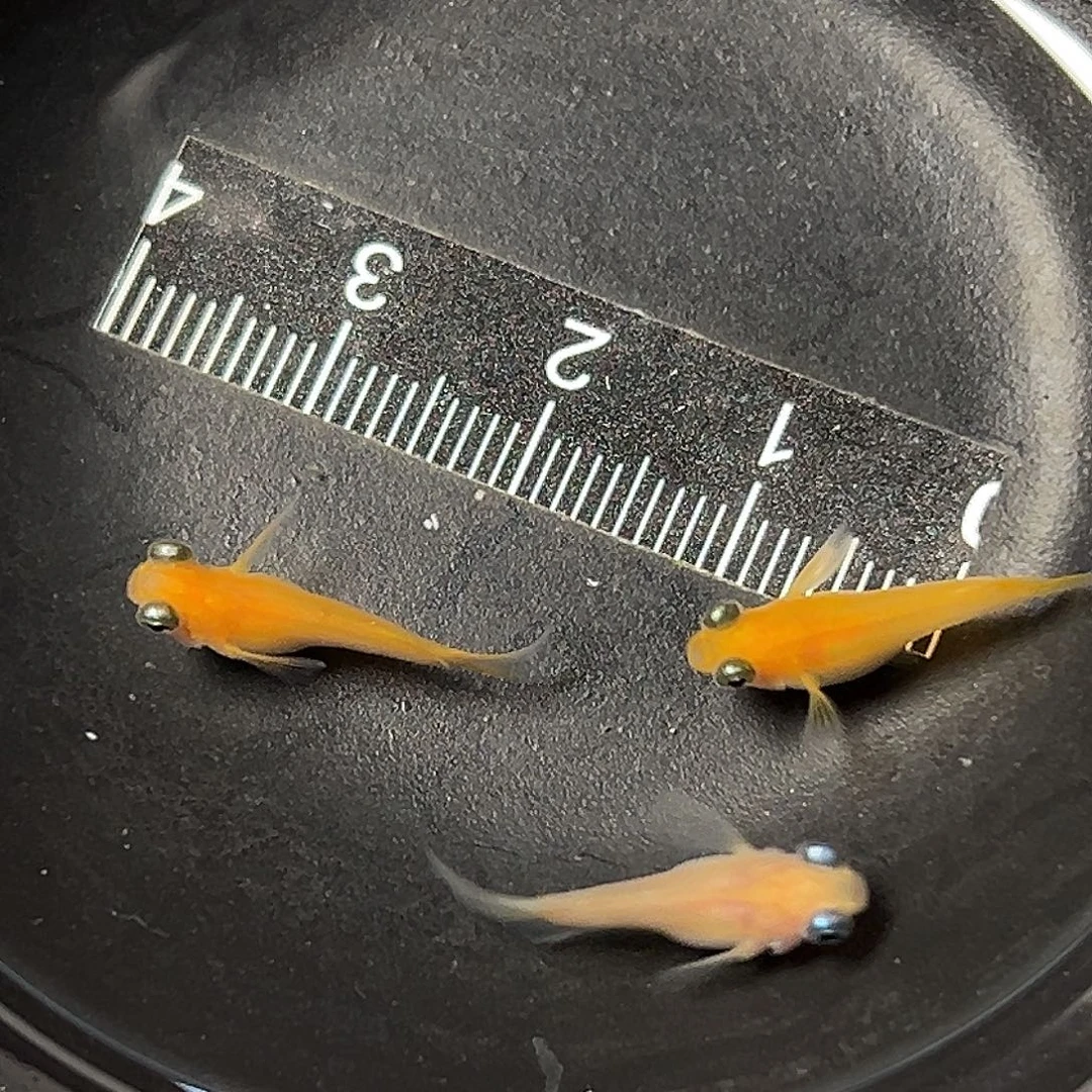 海水红出目一组70