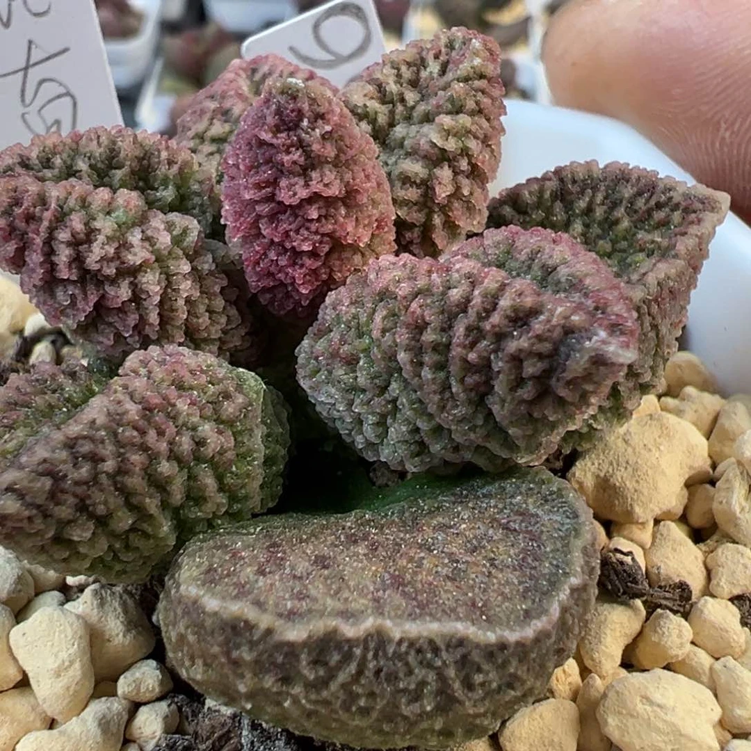 024-8566叶片叶片叶片