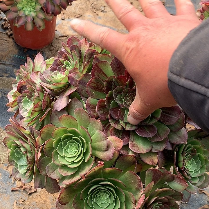 花月夜多肉植物660