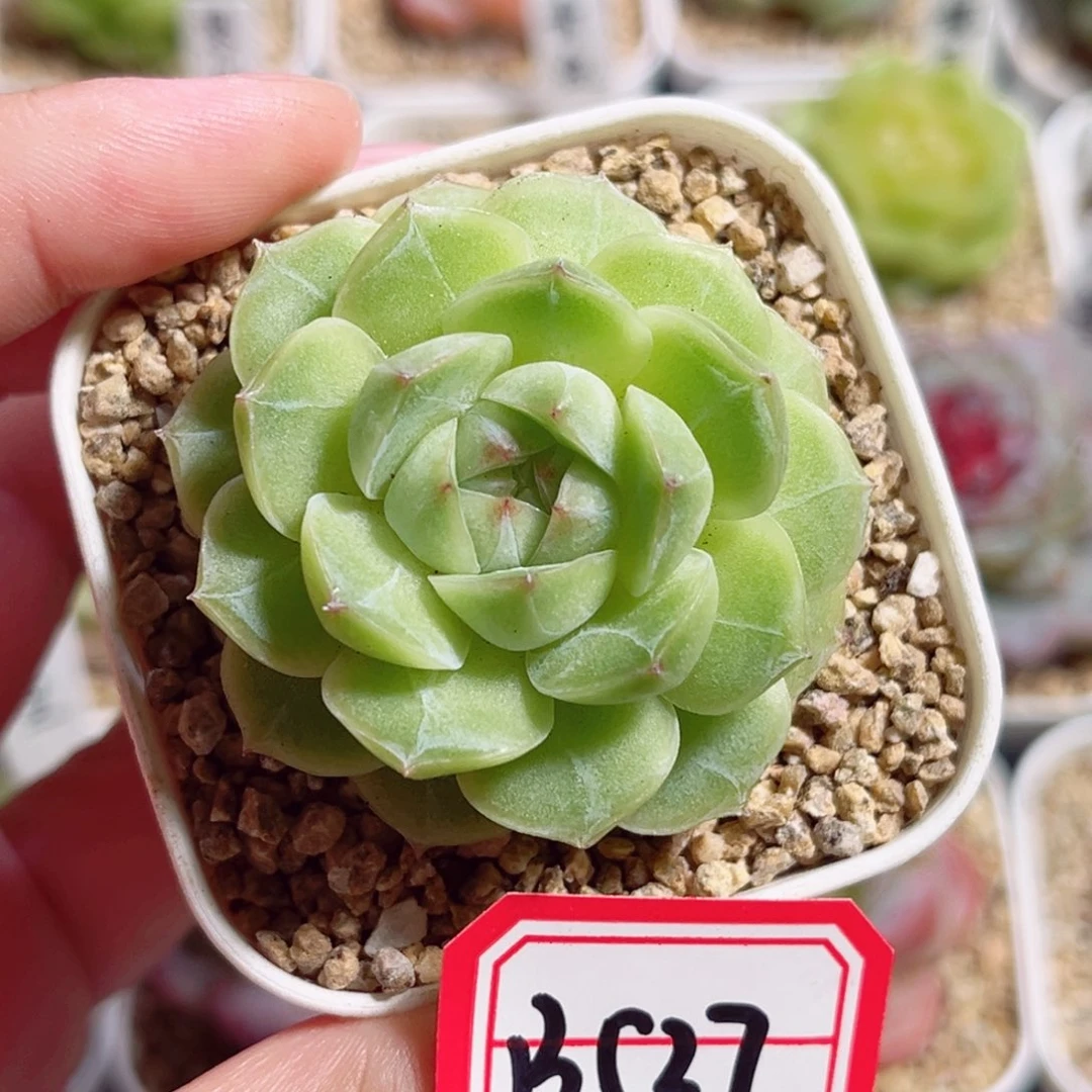 B537 一物一拍 缠枝