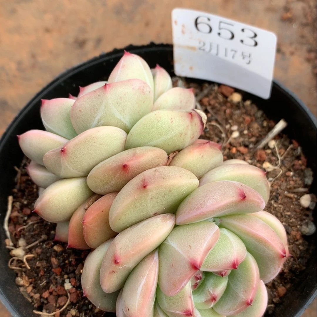 【闪购商品】云653