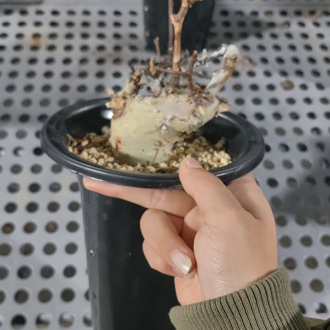 正白皮卡塔夫熟桩可寄养