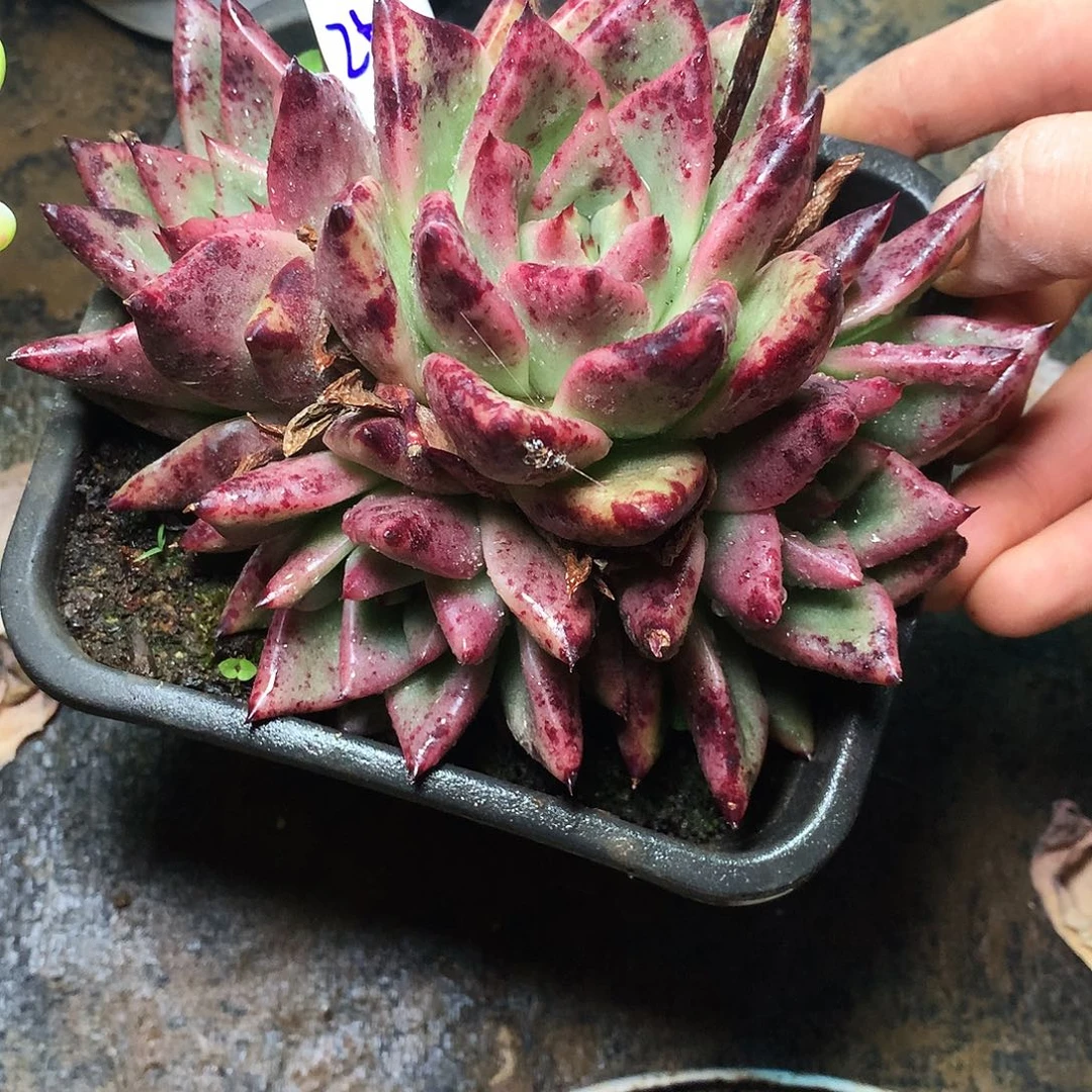 红颜密语一物一拍25-159