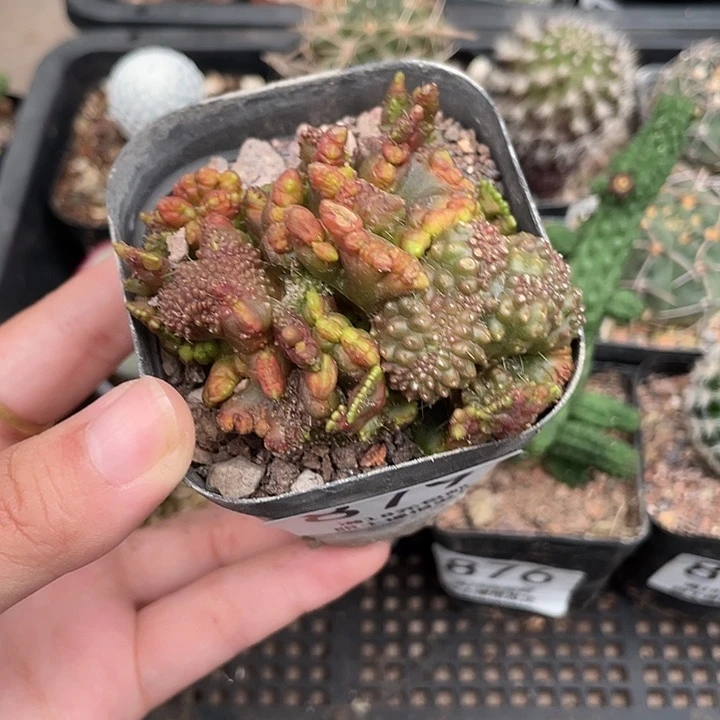 879缀化仙人球植物