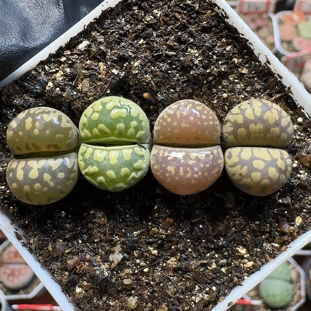 生石花111111。  183