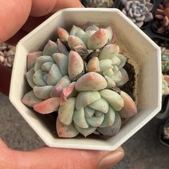 33刚毅多肉植物多