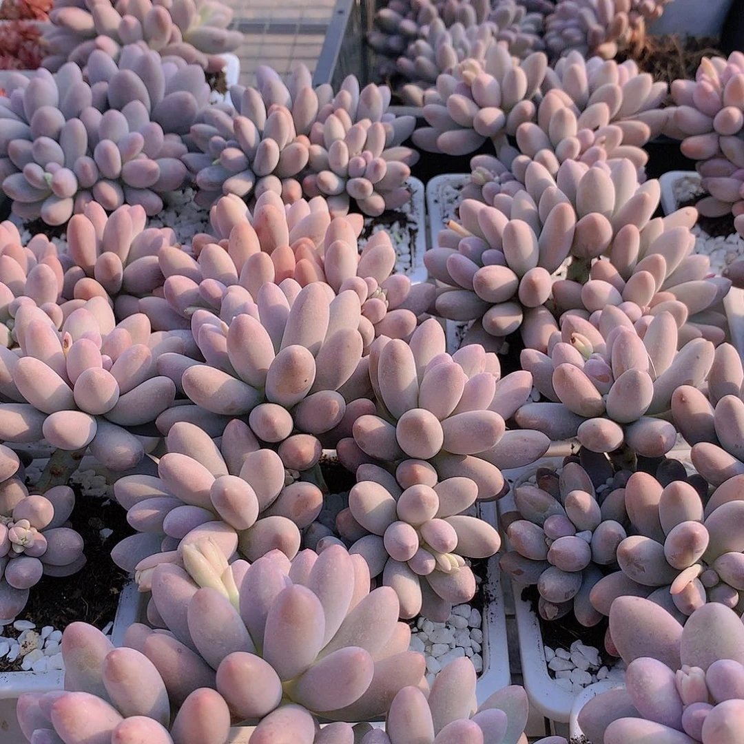 汤圆2345678990000000