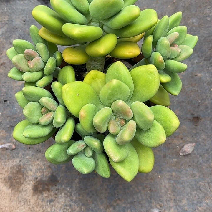 浮***。芒果奶，一物一拍。