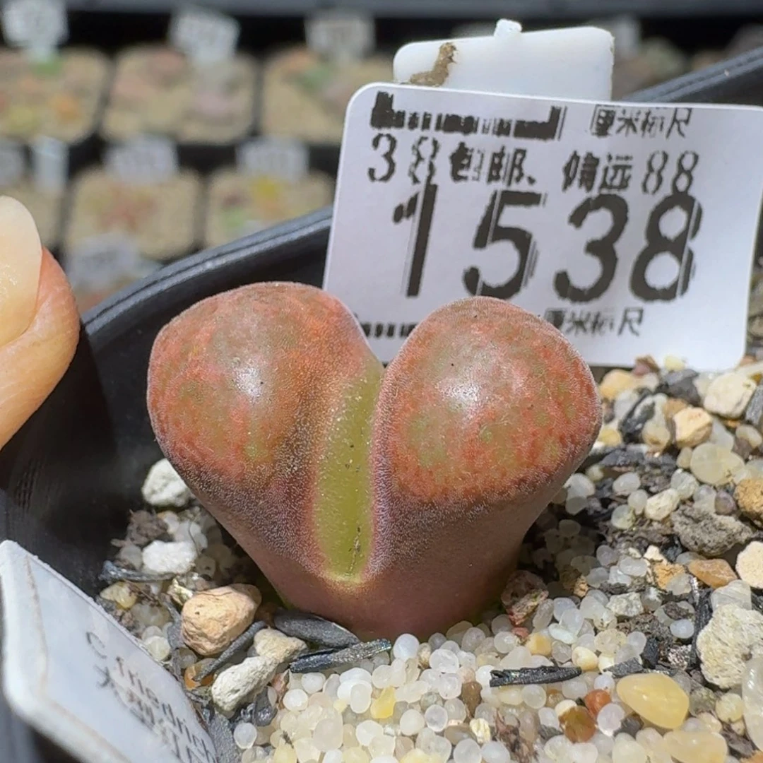 Ssss精品生石花1538