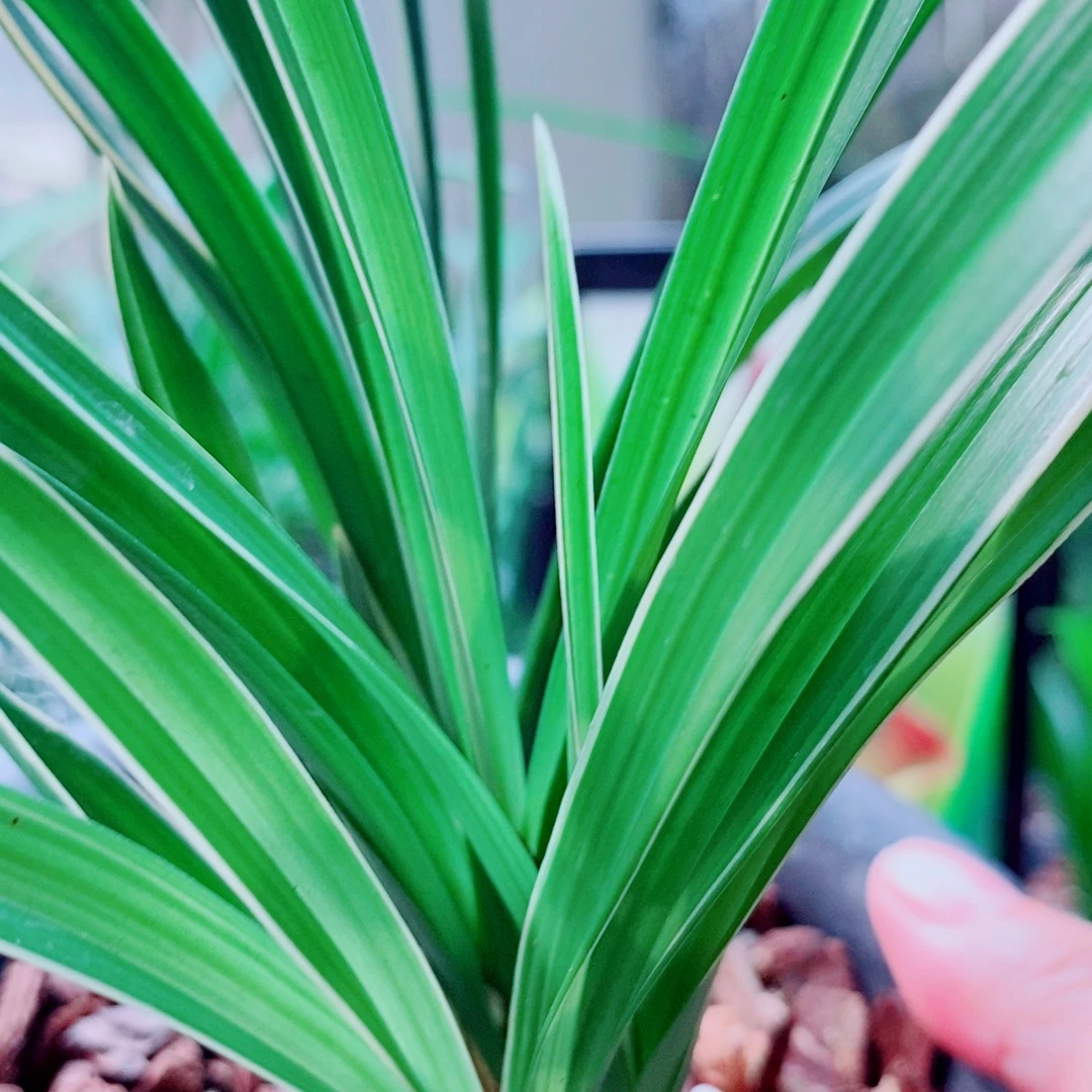 当前无花栽培后可以开花