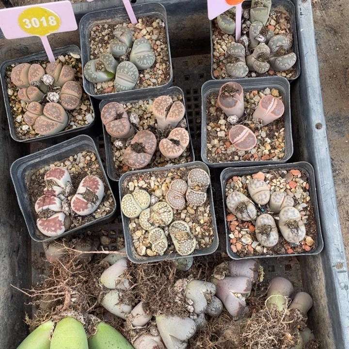 是***。生石花31棵3018-2904-3085