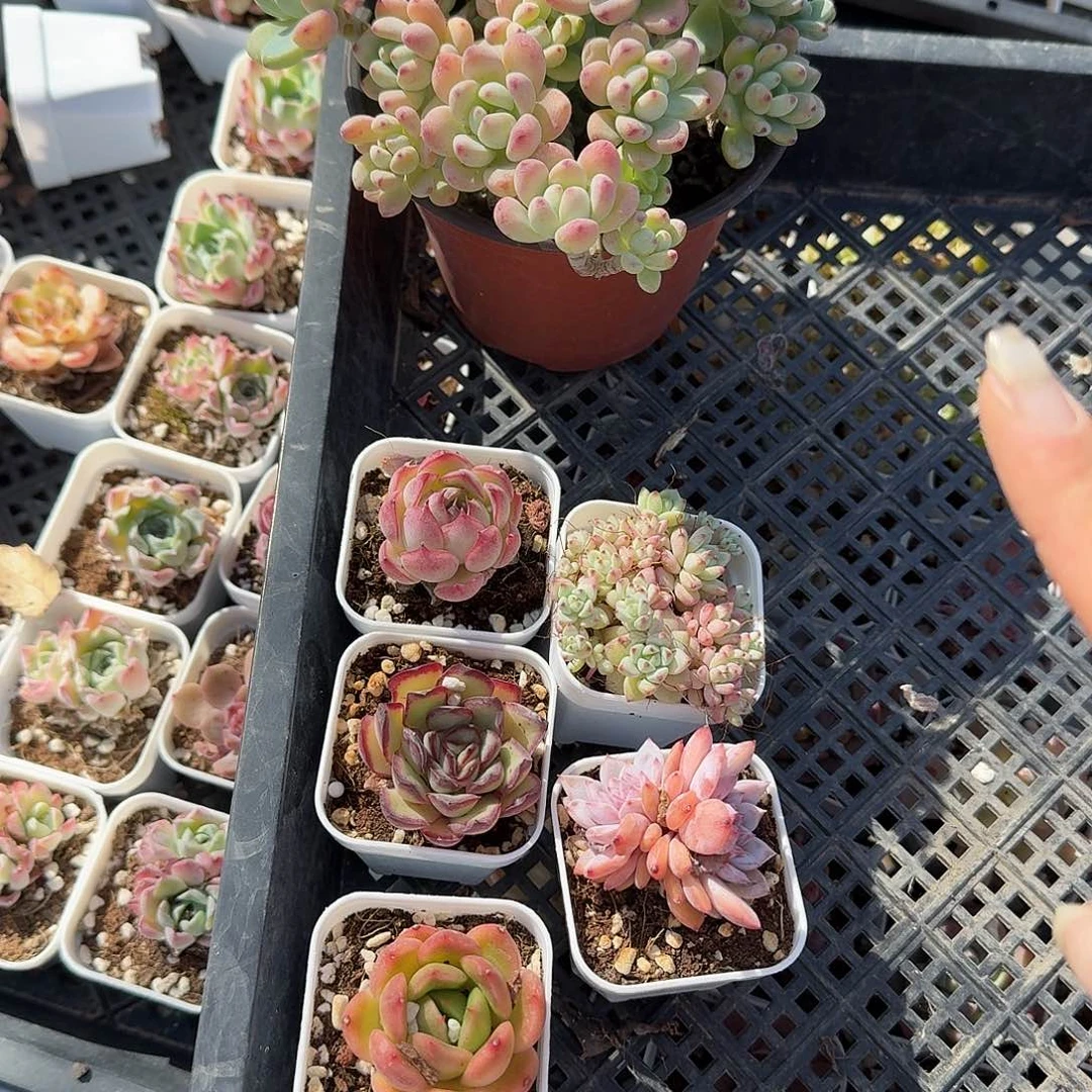 三***度劳尔➕五个小精品多肉