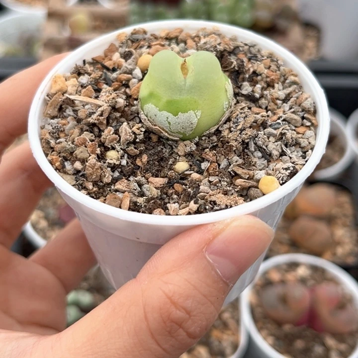 2.3公分多一颗拉登福利