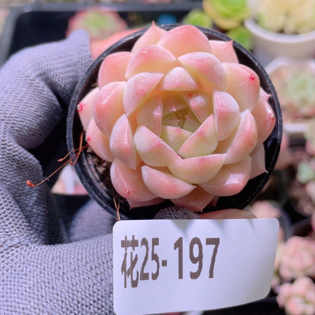 花利美25-197新品
