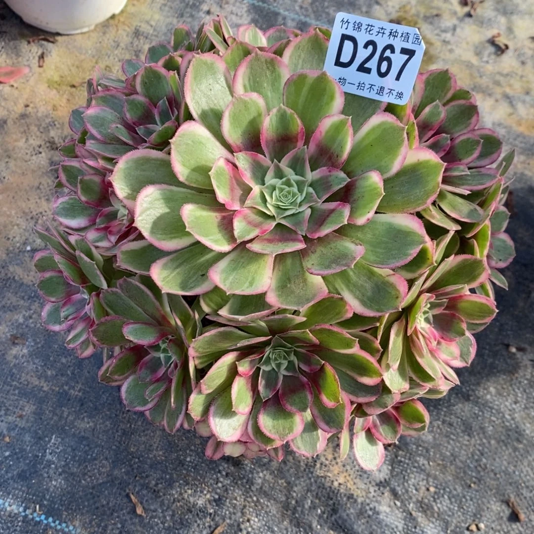 267孔雀翎妖桩小棵