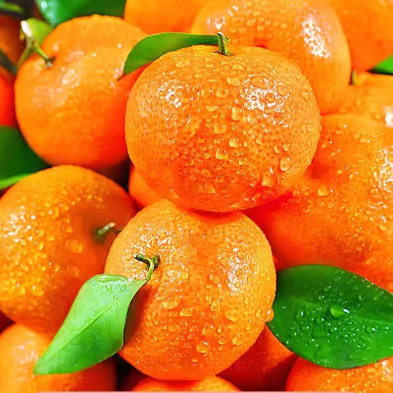 【广西桂林砂糖桔】新鲜水果当季沙糖桔甜橘子包邮