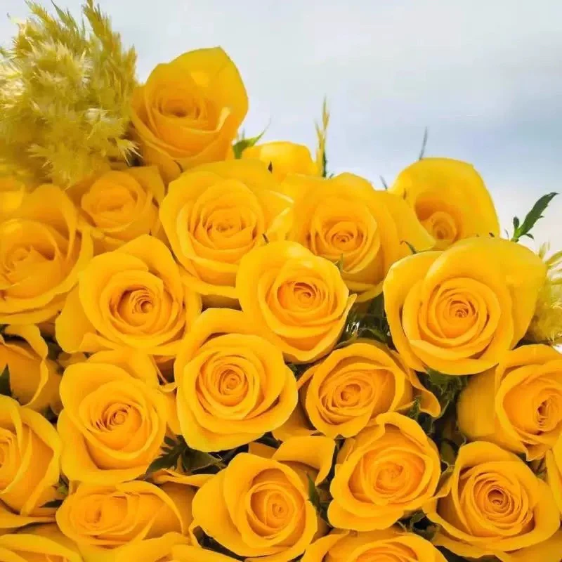 契机月季花苗开花特大花黄玫瑰花室内阳台四季盆栽花卉植物树绿植