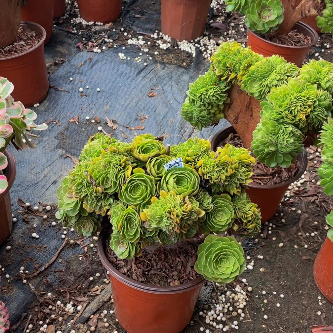 缀化25鲜花老桩造型