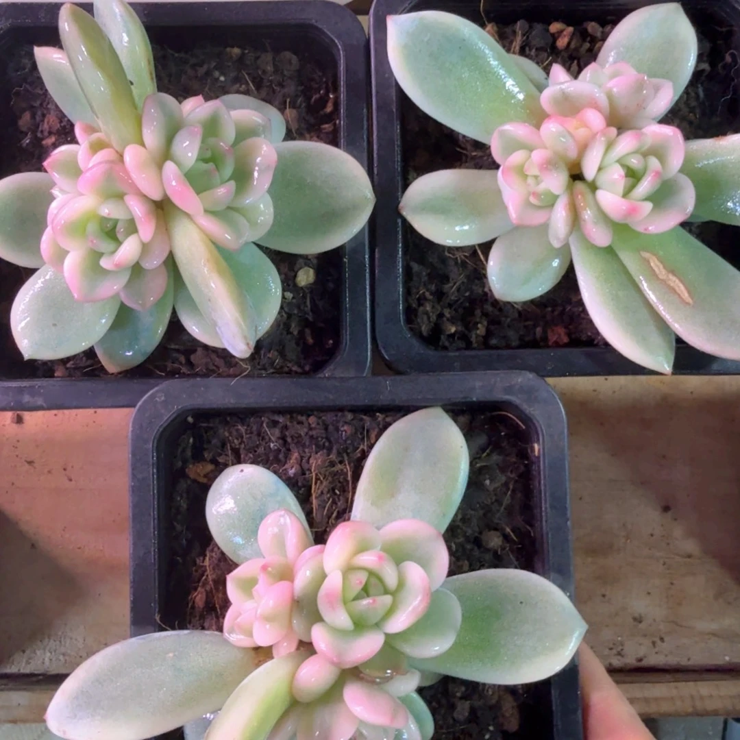无花朵梦露锦底座群3盆