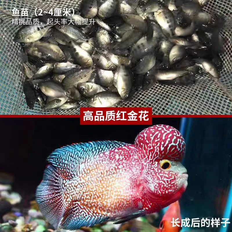 直播间罗汉鱼专拍7号