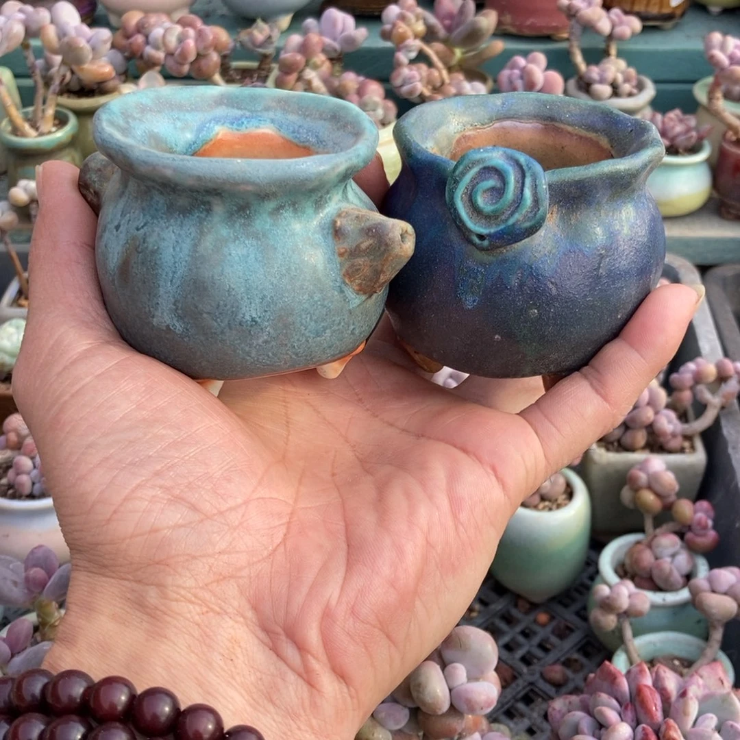 L***y土鱼盆盆带盆发货2个