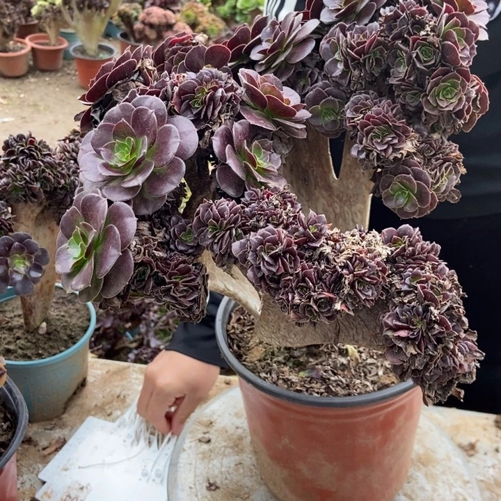 临***哥433欧紫欧紫欧紫欧紫