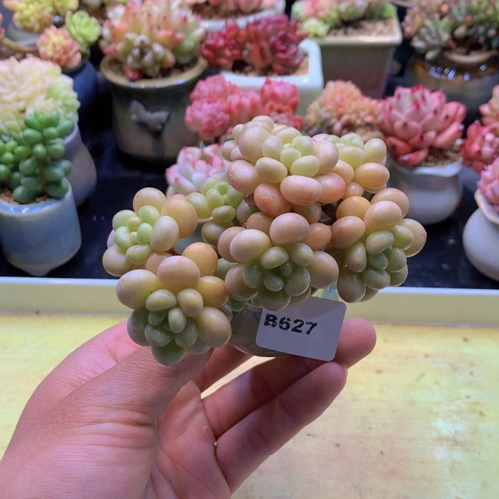 一物一拍满38包邮B627