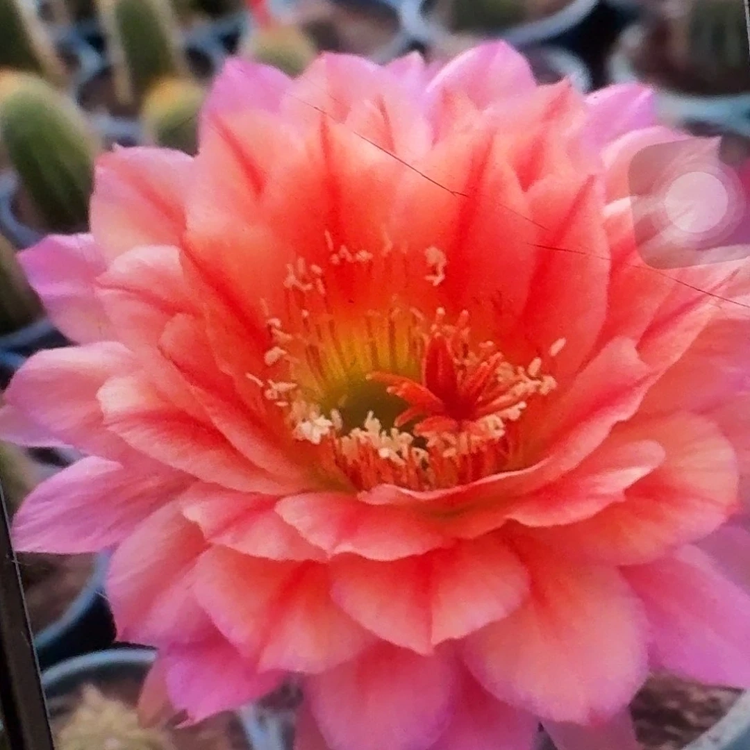 立夏侧芽5公分毛花柱