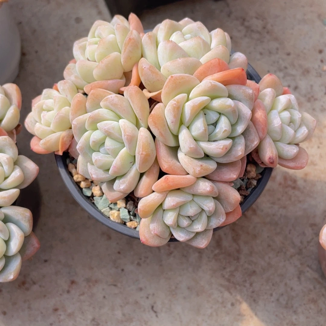 幸****葵222233333333445