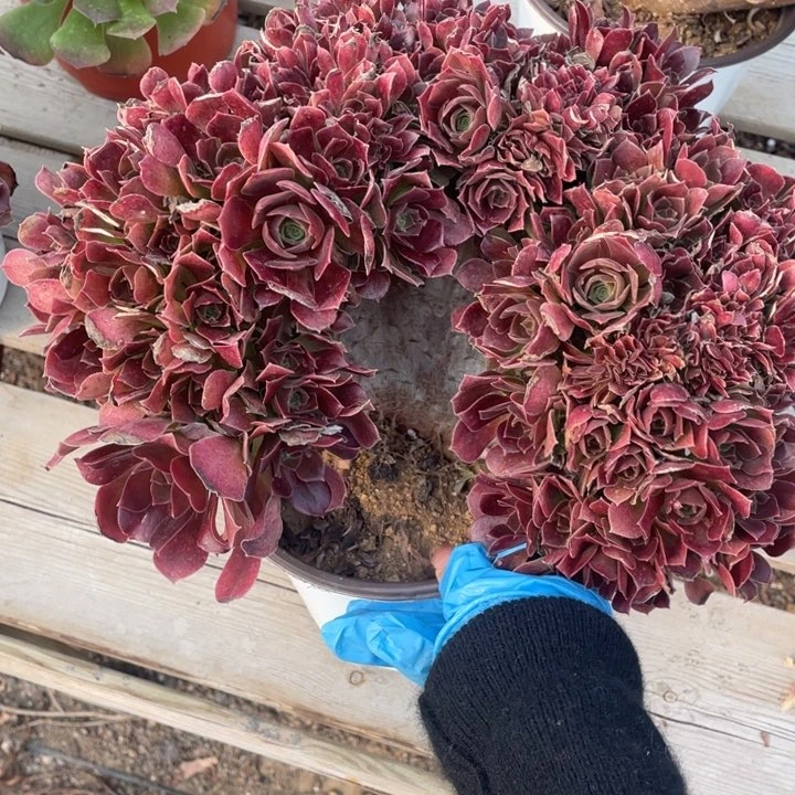 多肉葡萄等经济果品中具有优良特性而