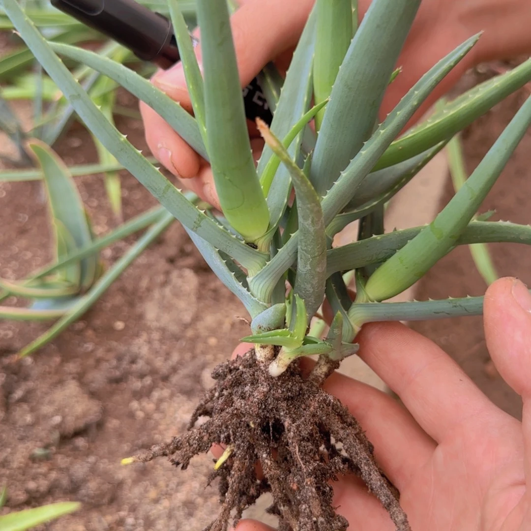 小***嘛块根植物块根植物