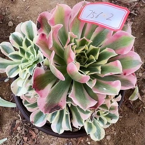 多肉植物白凤756号