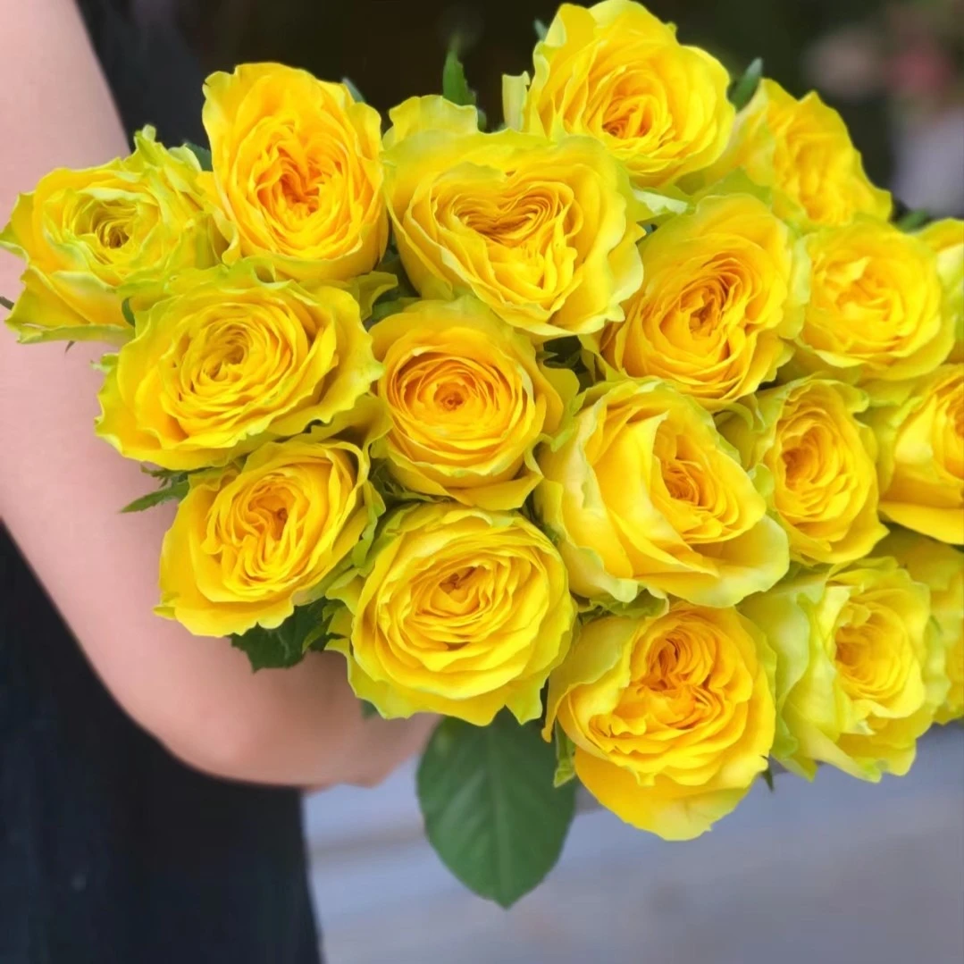 【月光漫步】玫瑰 20 枝装 山东日照基地源头直发 顺丰一单包邮到家