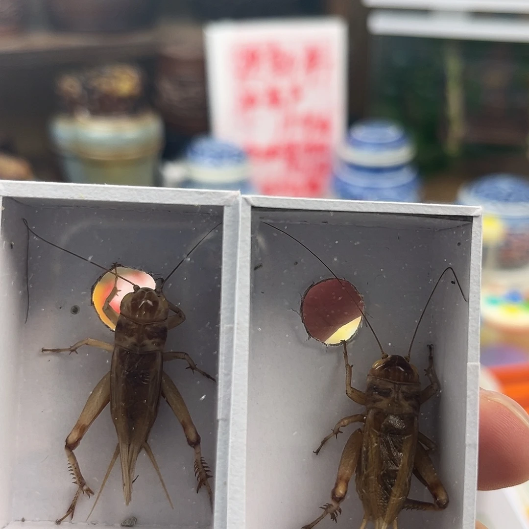 乐***伯两条全品冰糖紫油葫芦