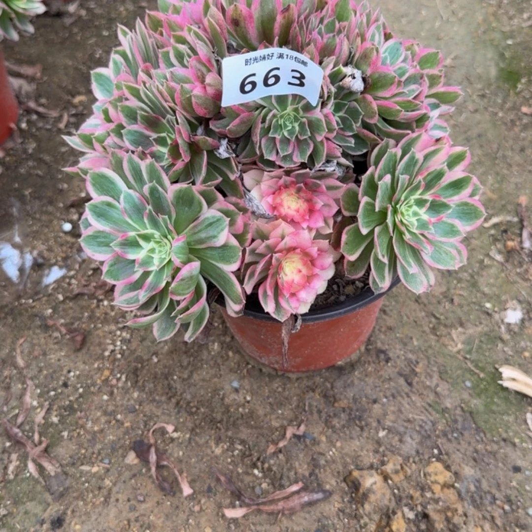 663孔雀翎。多肉植物