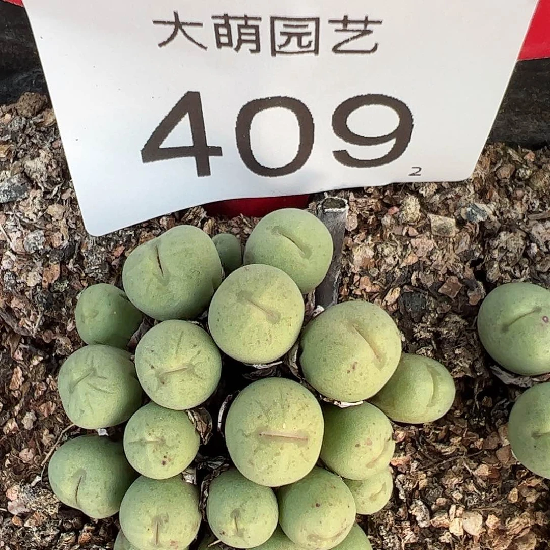 0000409 一物一拍脱土发……
