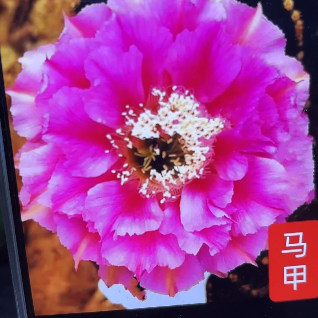 马甲彩5公分侧牙20包邮16