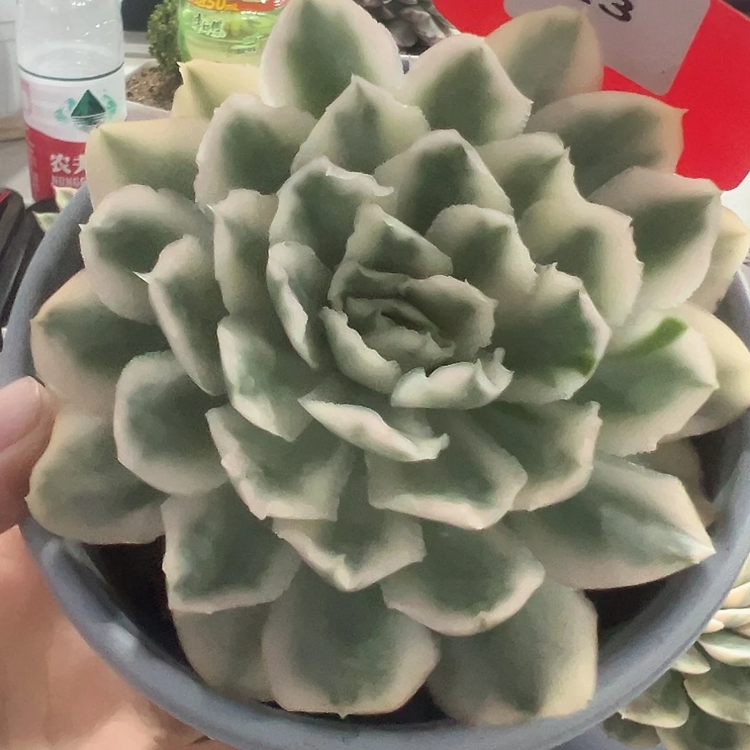 23号紫蝴蝶锦多肉植物