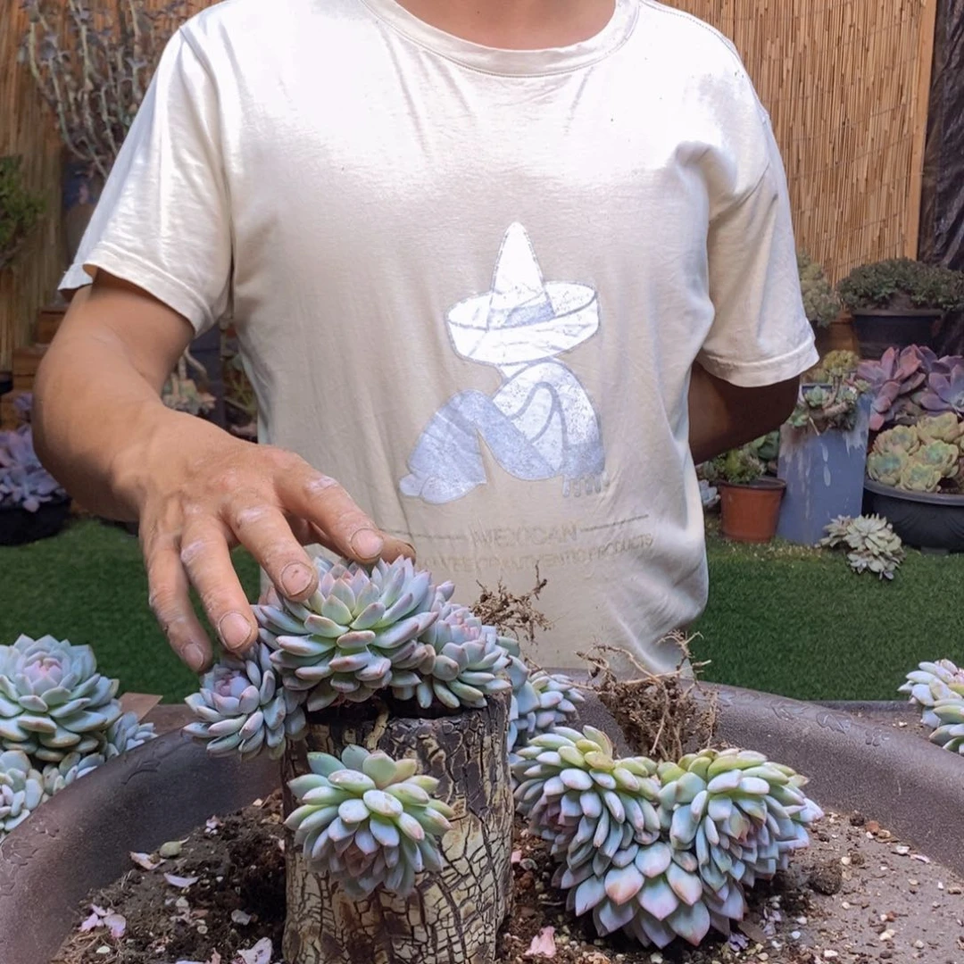 Y*143 号星星橙多肉