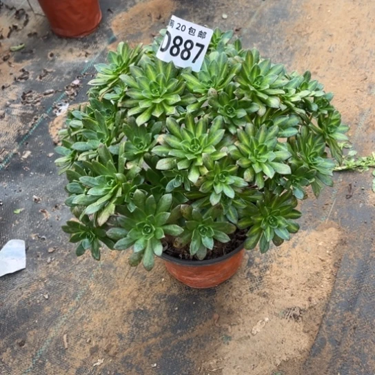 887花茶法师不包断枝