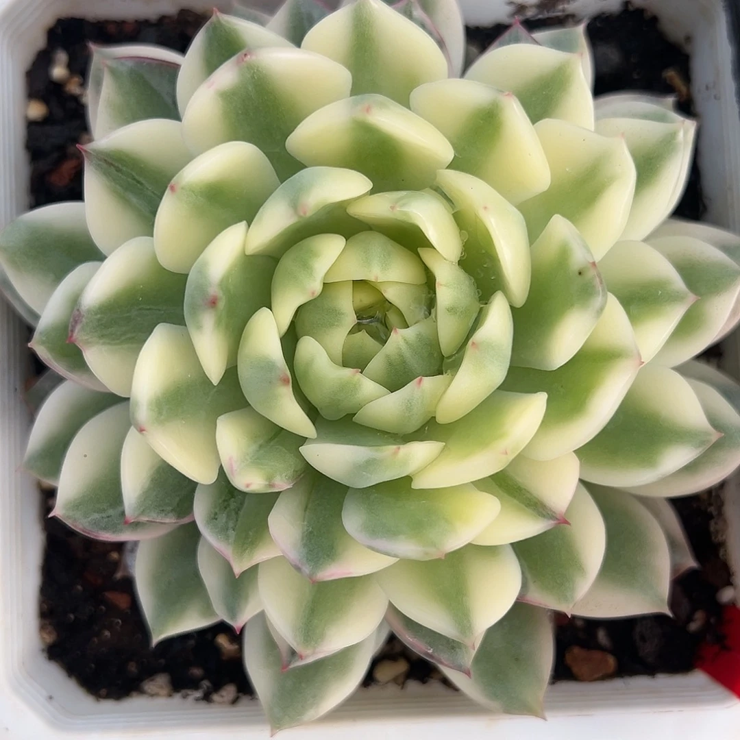 长岛冰茶锦多肉植物