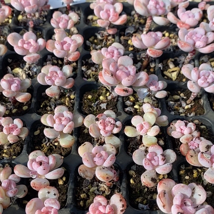 72 多肉植物盆栽植物