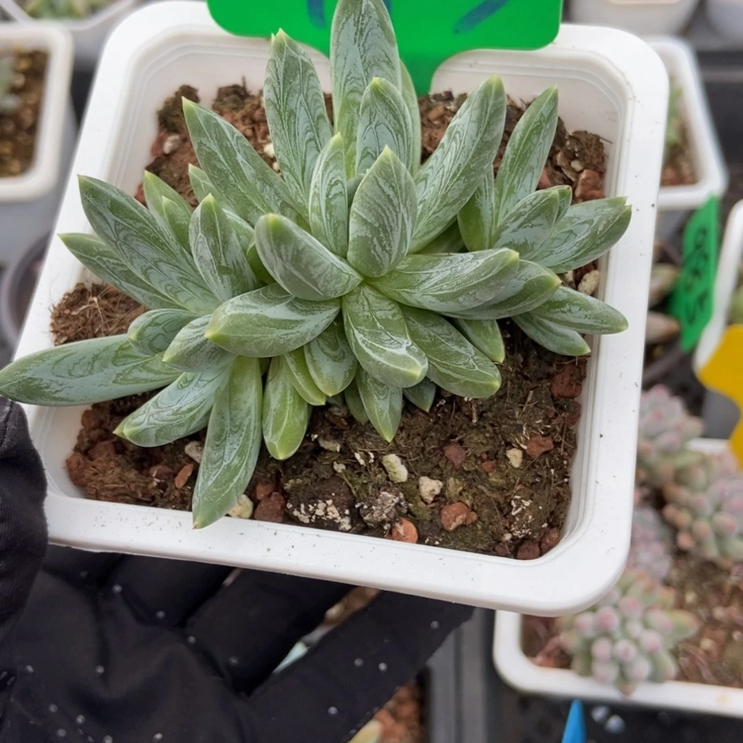 993炫彩星多肉植物保护